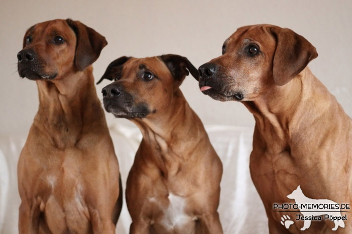 Rhodesian Ridgeback "Xarit D'Afrique"