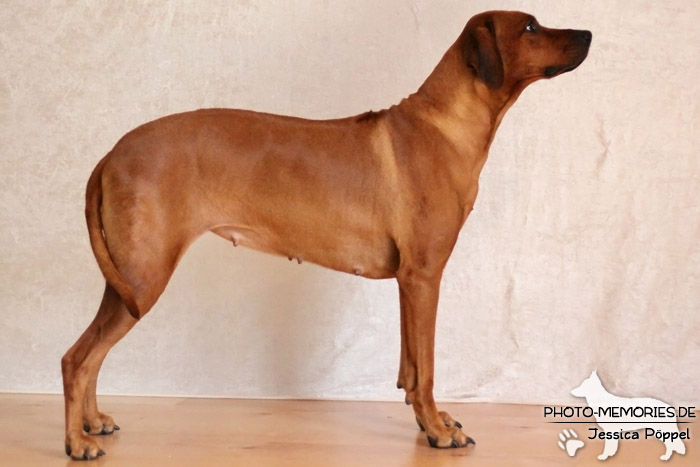 Rhodesian Ridgeback "Xarit D'Afrique"