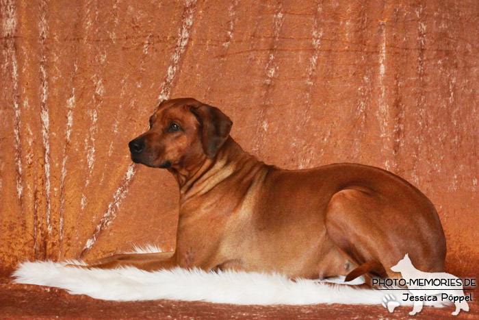 Rhodesian Ridgeback "Xarit D'Afrique"