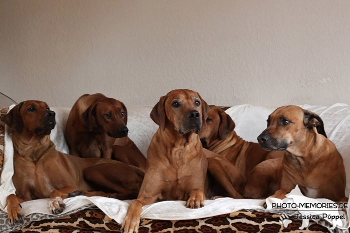 Rhodesian Ridgeback "Xarit D'Afrique"