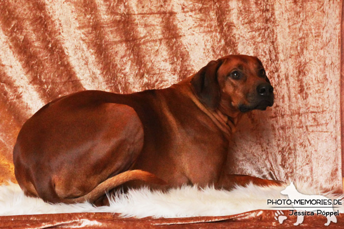 Rhodesian Ridgeback "Xarit D'Afrique"