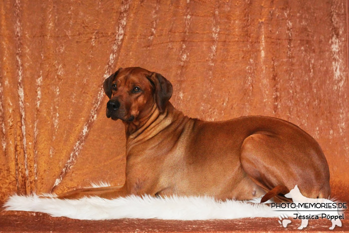 Rhodesian Ridgeback "Xarit D'Afrique"