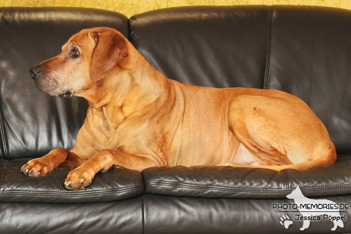 Rhodesian Ridgeback "Xarit D'Afrique"