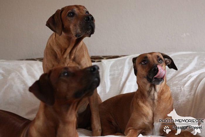 Rhodesian Ridgeback "Xarit D'Afrique"