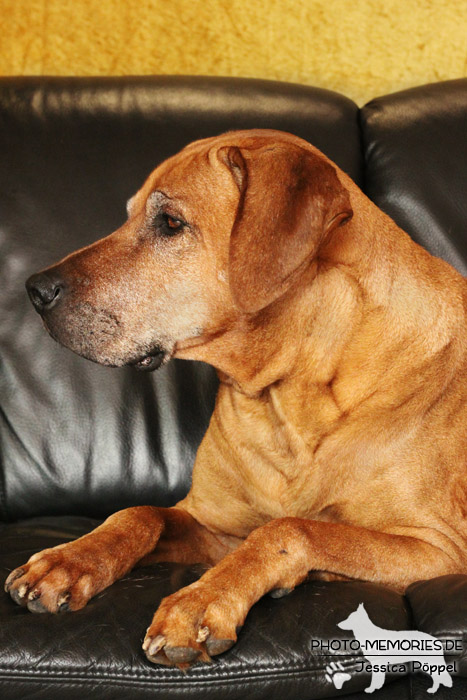 Rhodesian Ridgeback "Xarit D'Afrique"