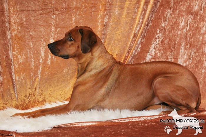 Rhodesian Ridgeback "Xarit D'Afrique"