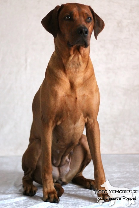 Rhodesian Ridgeback "Xarit D'Afrique"