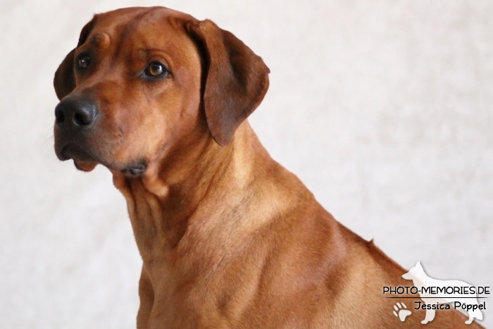 Rhodesian Ridgeback "Xarit D'Afrique"