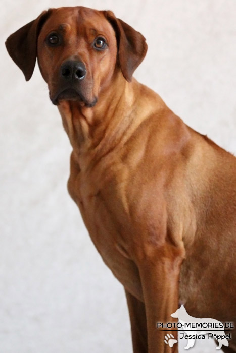 Rhodesian Ridgeback "Xarit D'Afrique"