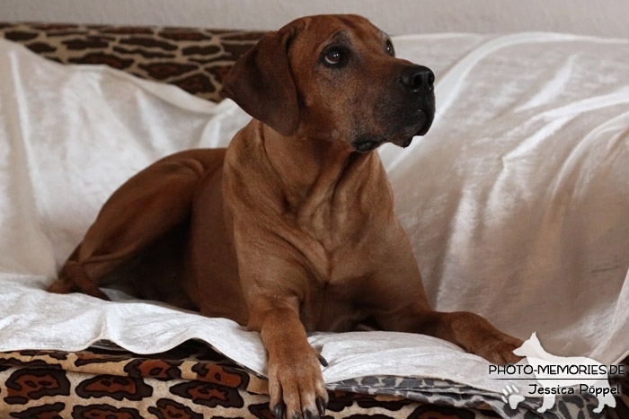 Rhodesian Ridgeback "Xarit D'Afrique"