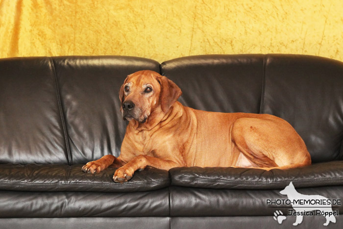 Rhodesian Ridgeback "Xarit D'Afrique"