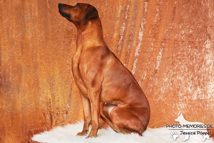 Rhodesian Ridgeback "Xarit D'Afrique"