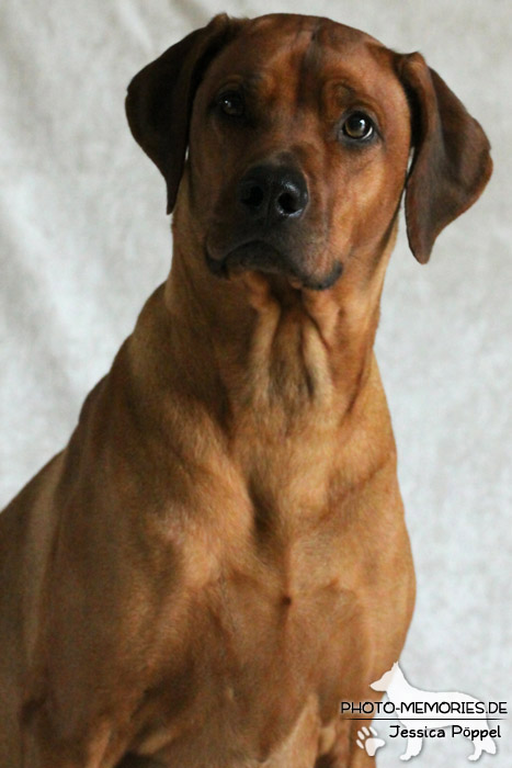 Rhodesian Ridgeback "Xarit D'Afrique"