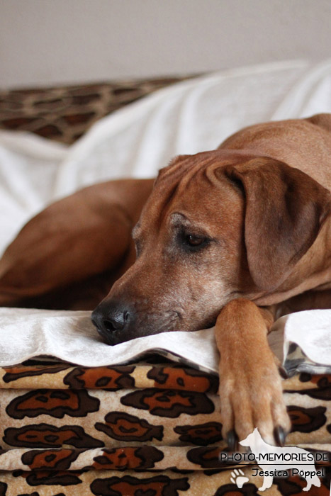 Rhodesian Ridgeback "Xarit D'Afrique"