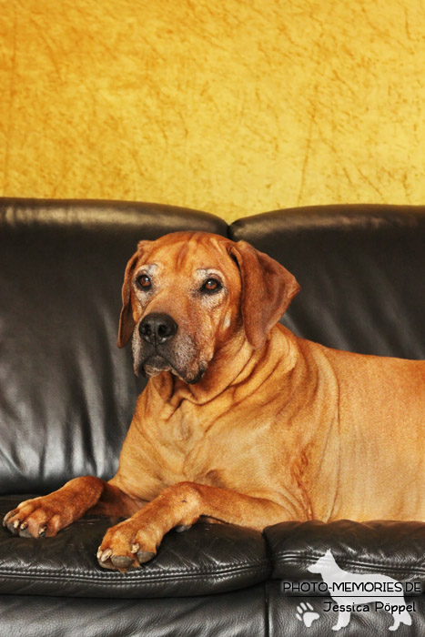 Rhodesian Ridgeback "Xarit D'Afrique"