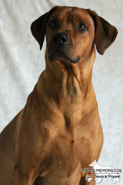 Rhodesian Ridgeback "Xarit D'Afrique"