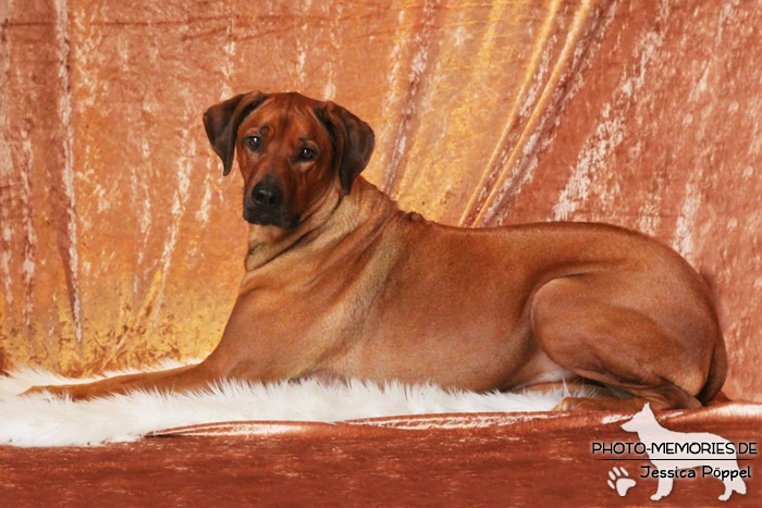 Rhodesian Ridgeback "Xarit D'Afrique"