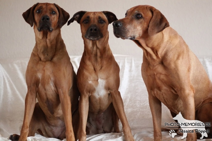 Rhodesian Ridgeback "Xarit D'Afrique"