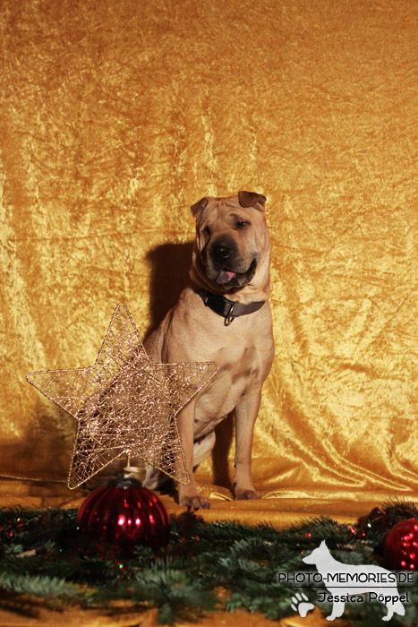 Sharpei im Studio an Weihnachten