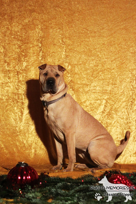 Sharpei im Studio an Weihnachten