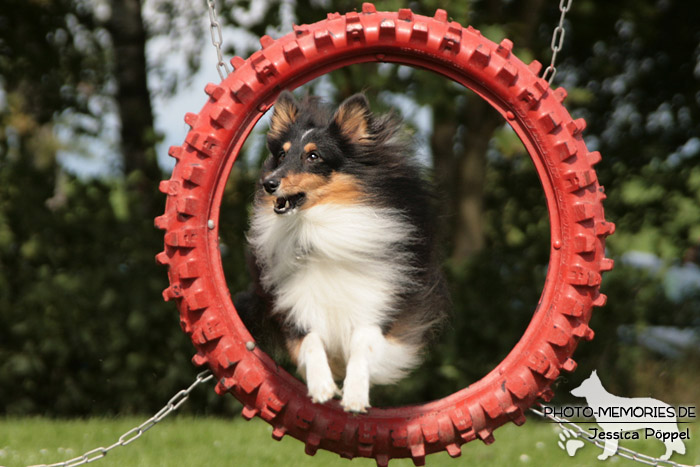 Sheltie beim Sprung durch den Reifen