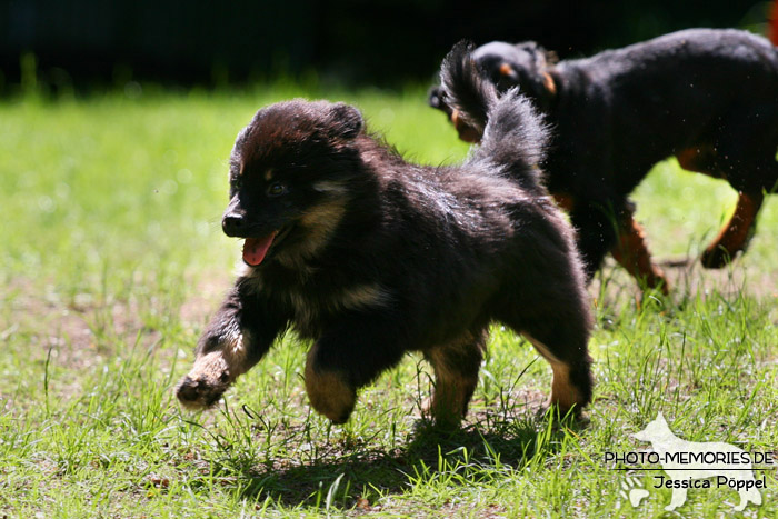 Elo und Gordon Setter im Laufen