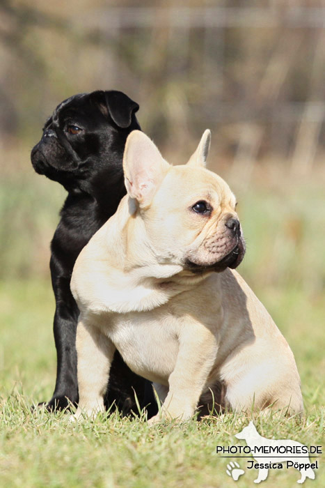 Mops und Französische Bulldogge im Sitzen