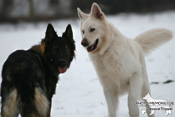 Altdeutscher und Weißer Schweizer Schäferhund im Schnee