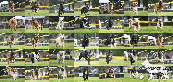 Collage eines Hundesrennens