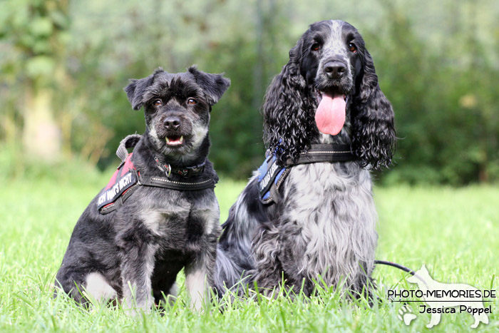 Zwergschnauer und Cocker Spaniel im Sitzen