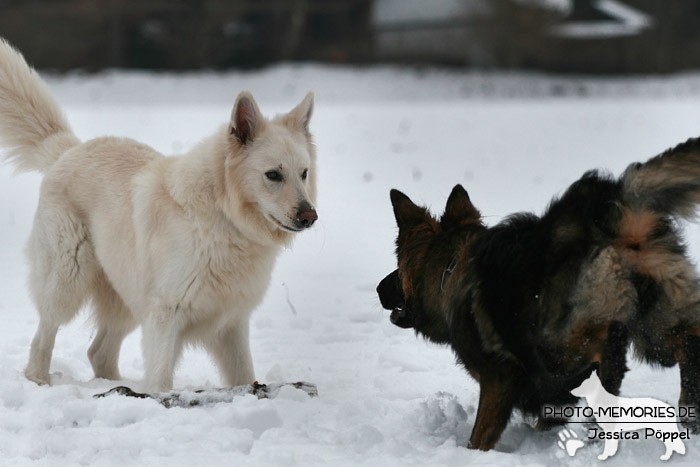 Altdeutscher und Weißer Schweizer Schäferhund im Schnee