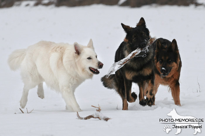 Altdeutscher und Weißer Schweizer Schäferhund im Schnee