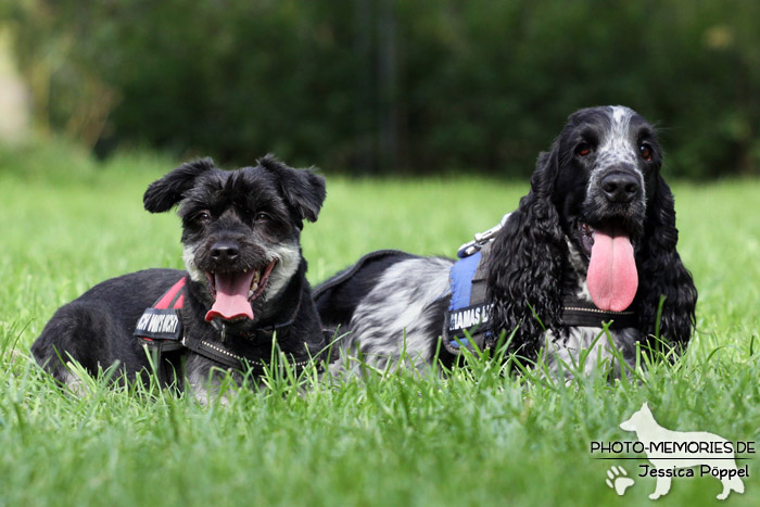 Zwergschnauer und Cocker Spaniel im Liegen