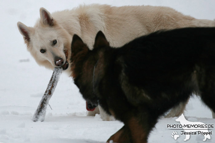 Altdeutscher und Weißer Schweizer Schäferhund im Schnee