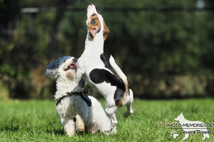Jack Russell Terrier und Havaneser beim Spielen