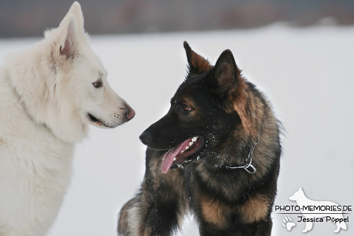 Altdeutscher und Weißer Schweizer Schäferhund im Schnee