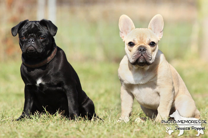 Mops und Französische Bulldogge im Sitzen