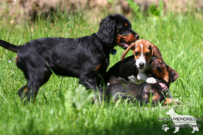 Gordon Setter, Beagle und Dackel spielen zusammen