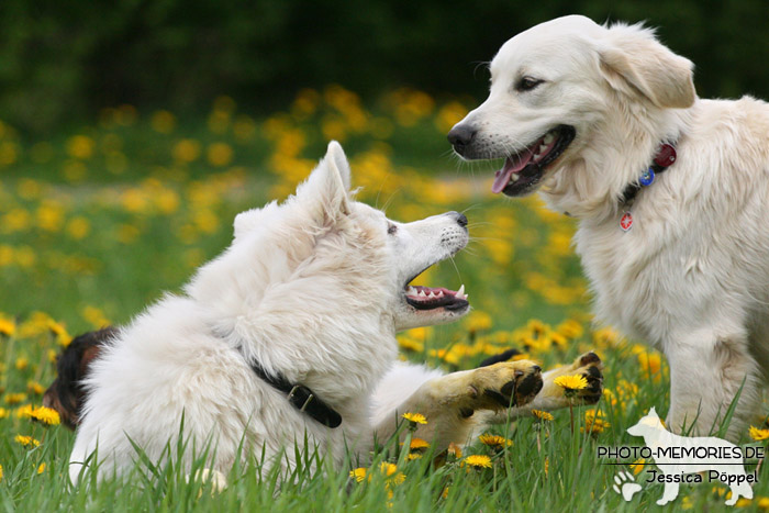 Weißer Schweizer Schäferhund und Golden Retriever beim Spielen