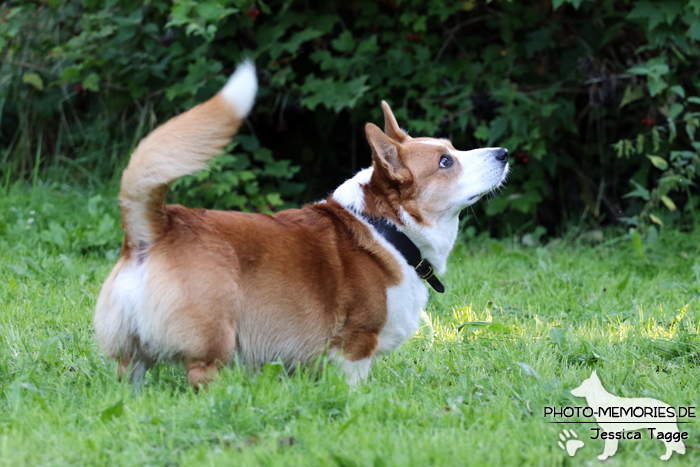 Welsh Corgi beim Agility