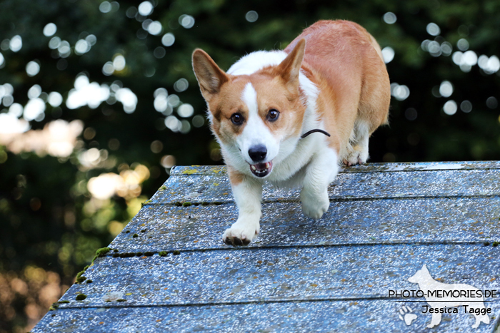 Welsh Corgi beim Agility