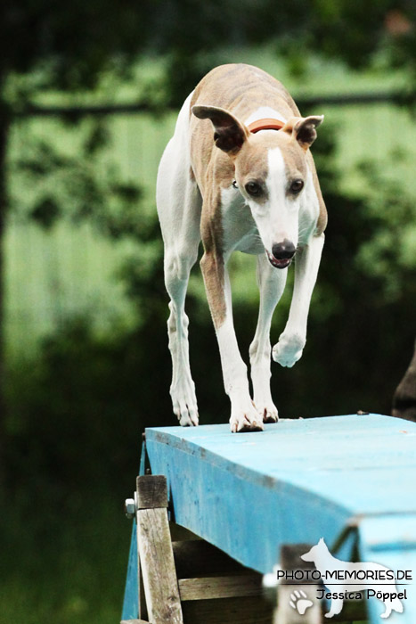 Whippet auf dem Agility-Steg