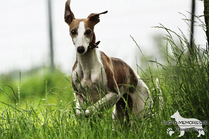 Whippet in Action