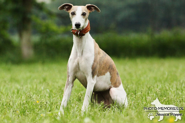 Whippet im Sitzen