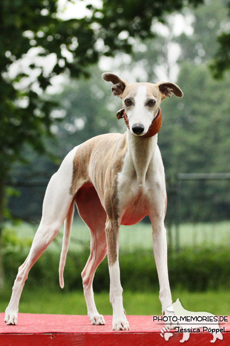 Whippet auf dem Agility-Tisch