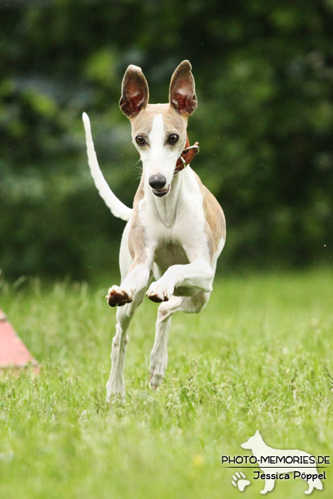 Whippet in Action