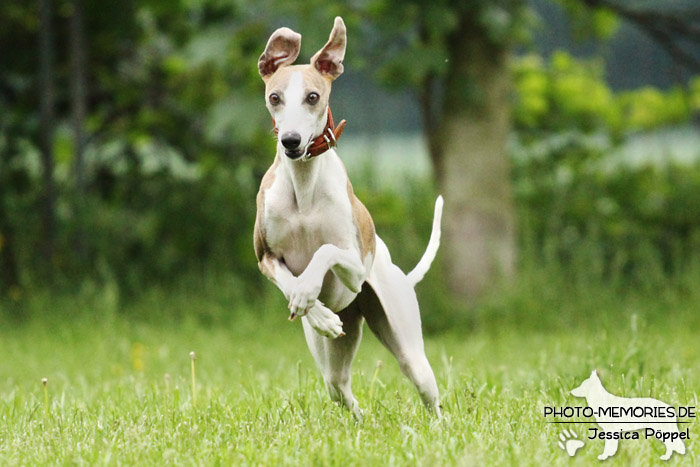 Whippet in Action