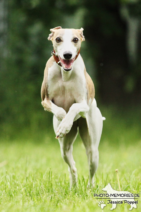 Whippet in Action