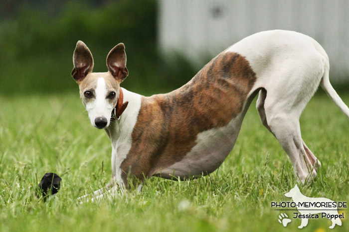 Whippet beim Spielen