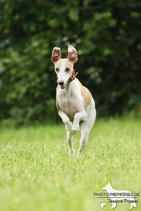 Whippet in Action